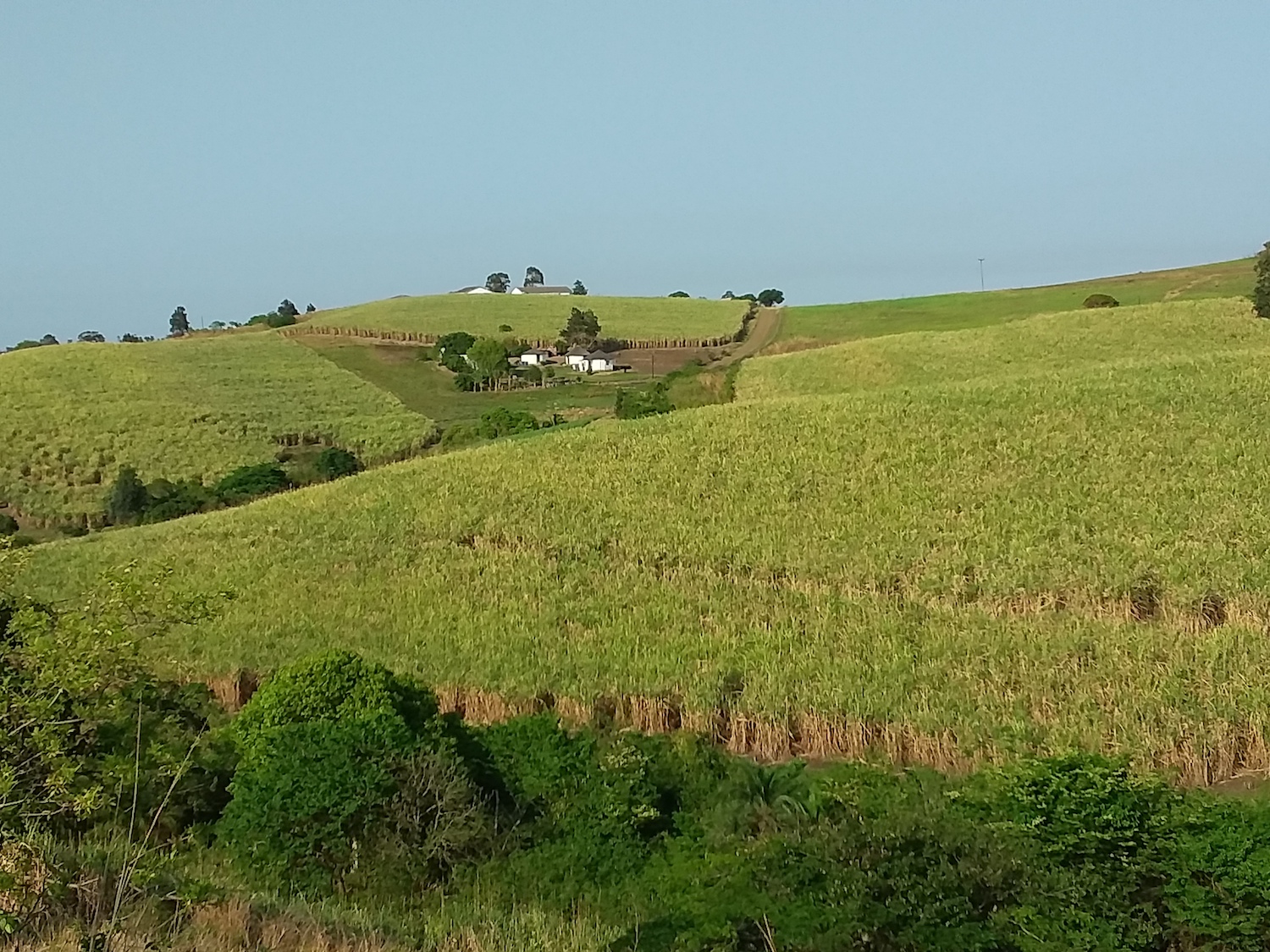 Sugarcane field in KZN